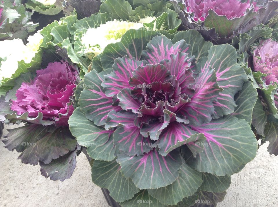 Planter with decorative cabbage