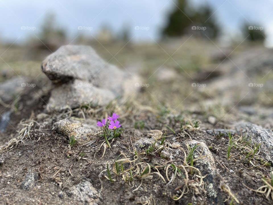 Alpine purple flower growing near some rocks and sparse grass