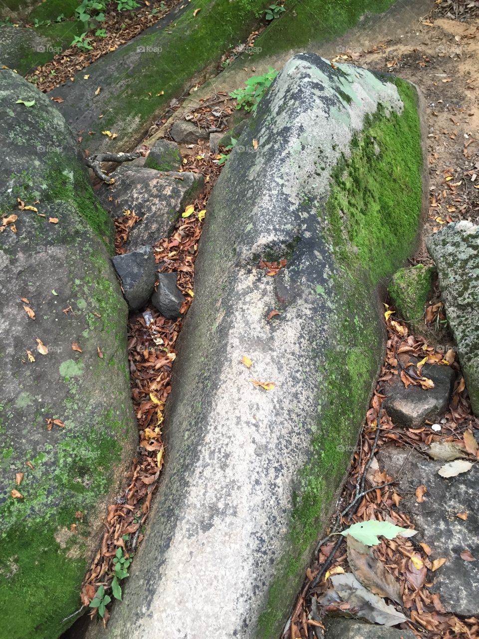 Moss on rock