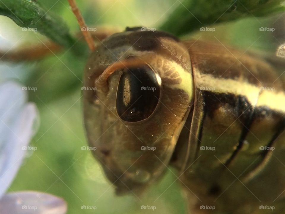 Macro grasshopper