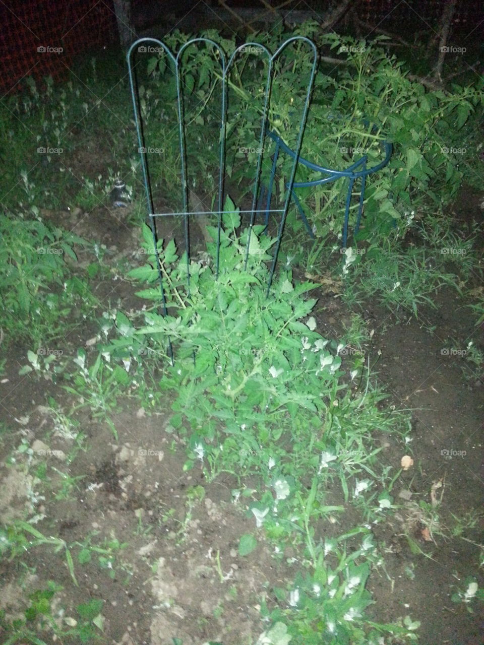 tomato plant at night