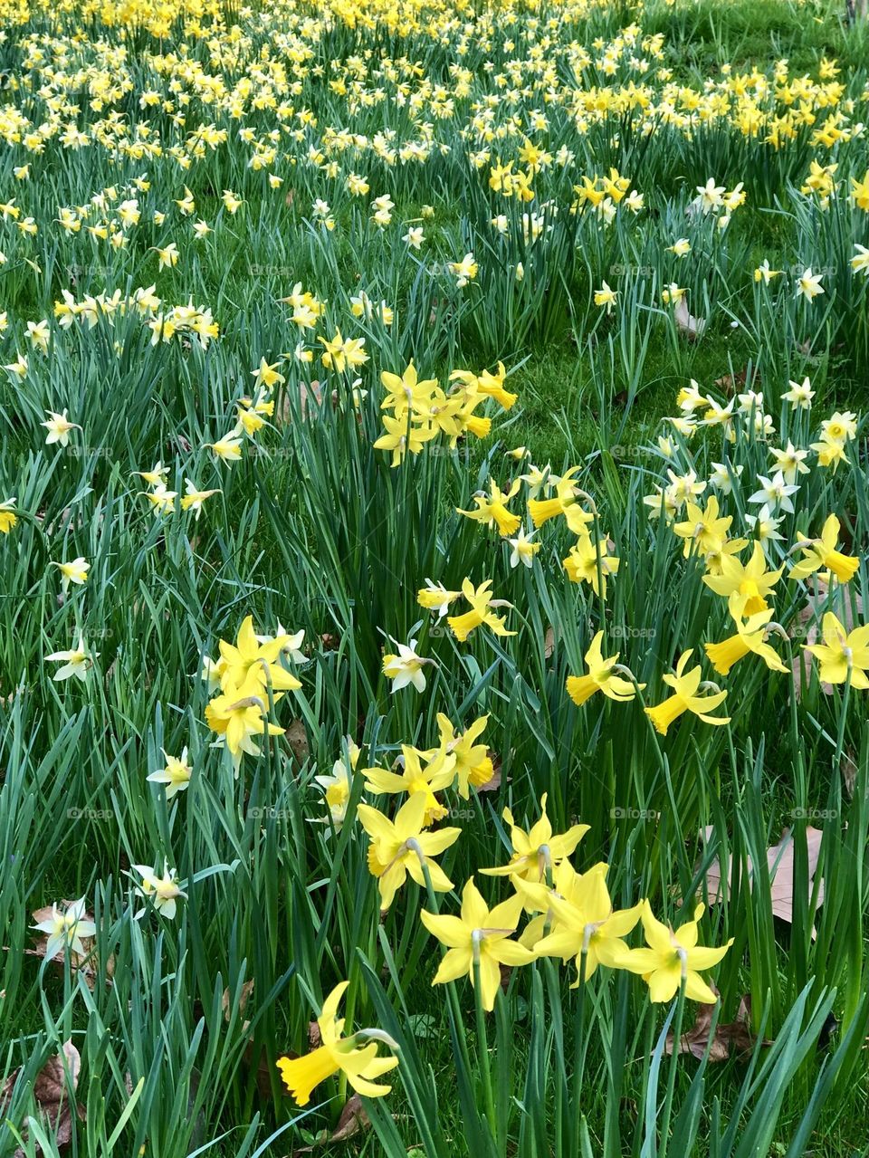 Daffodils / Châtenay-Malabry / 🇫🇷