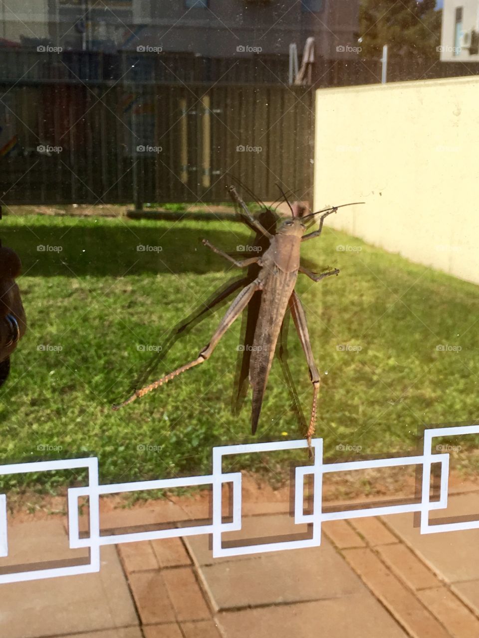 Closeup view of large grasshopper on sliding glass door window and reflecting the back yard