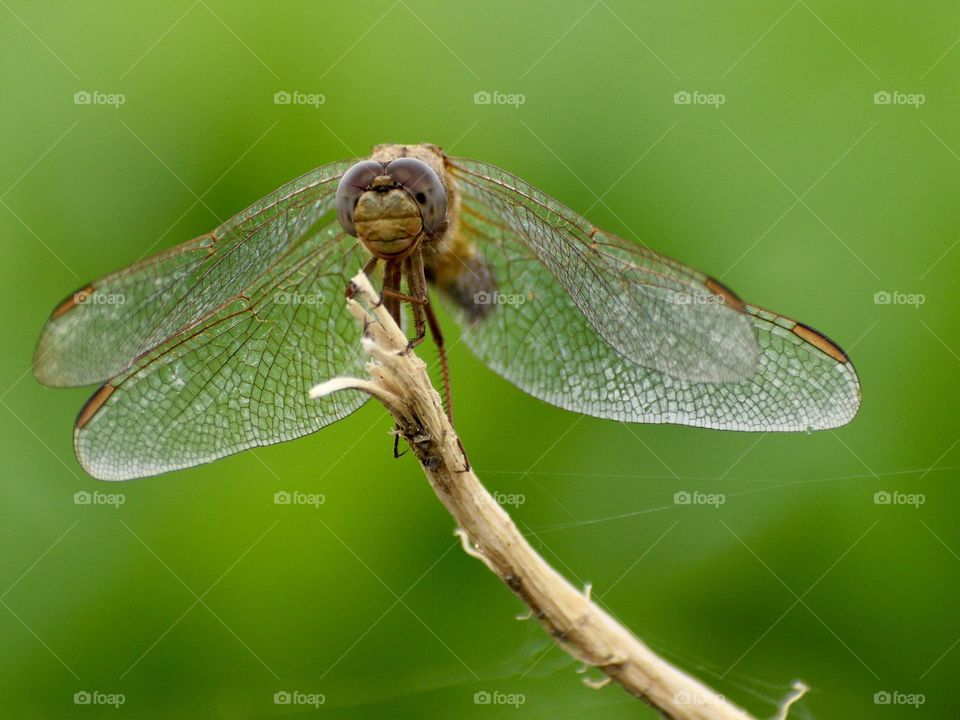 Dragonfly 