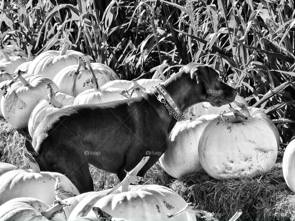 Hunting dog in a field