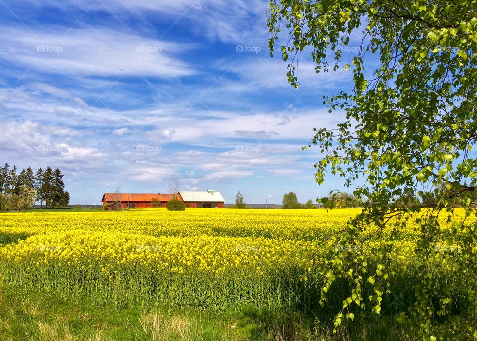 Oilseed rape on field