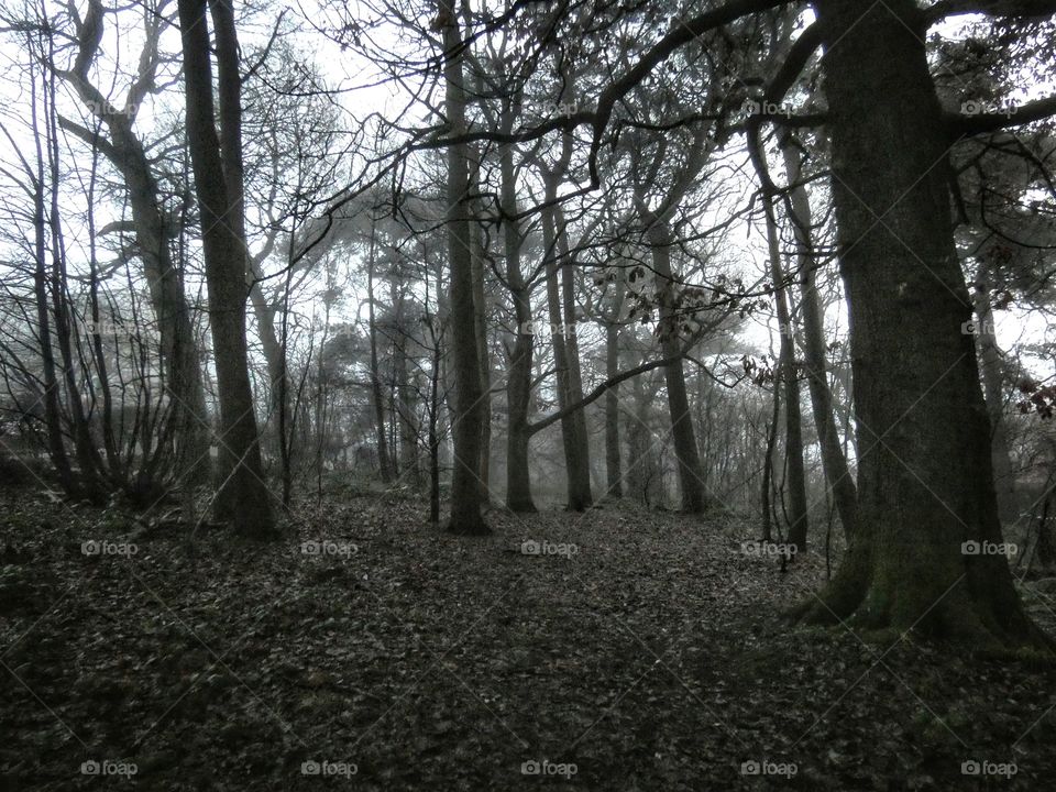 Foggy scottish forest