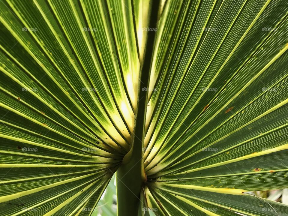 Palm frond in sunlight.