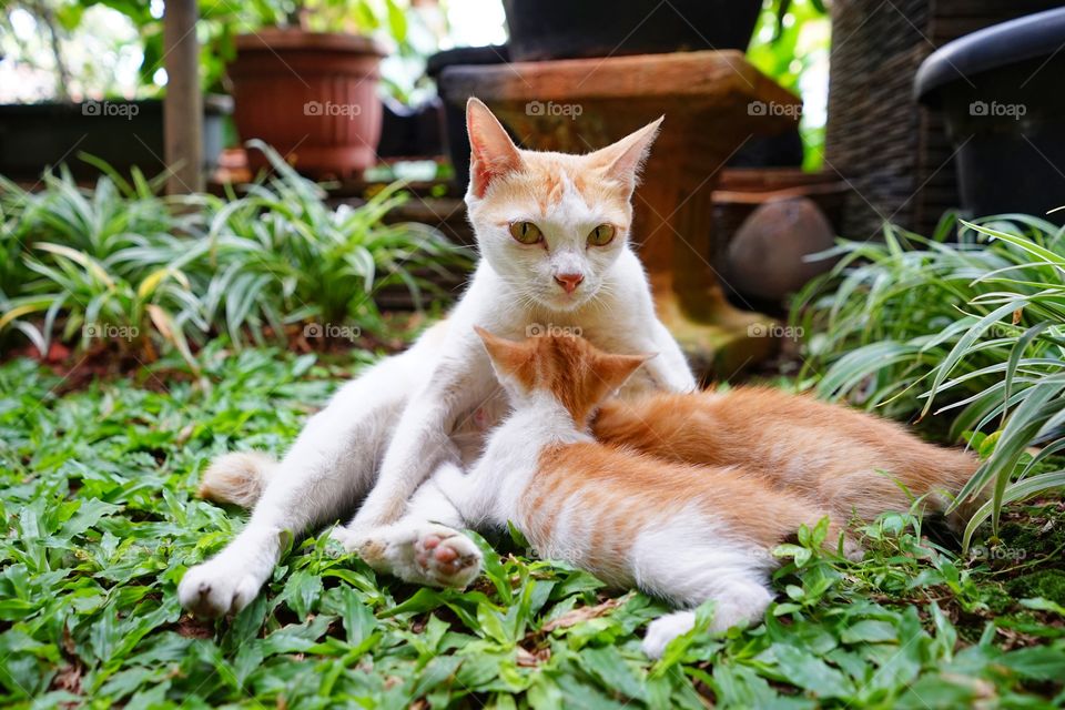 mom cat breastfed her babies