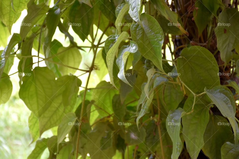 leaves