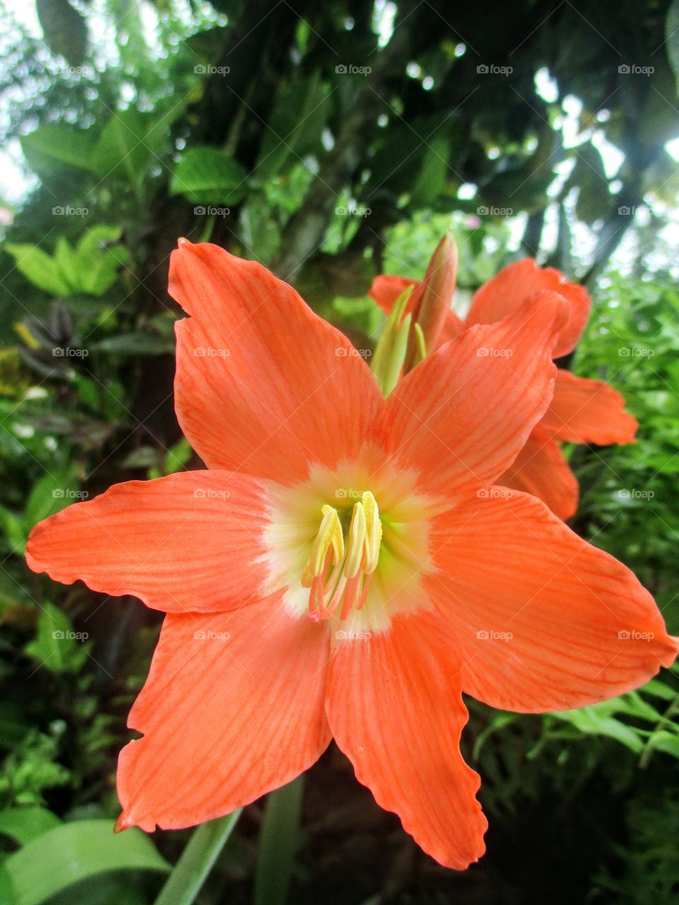 Amaryllis Flower