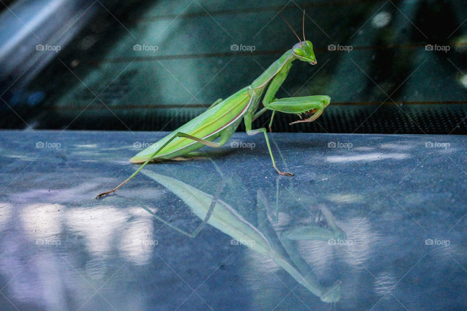 Big green mantis