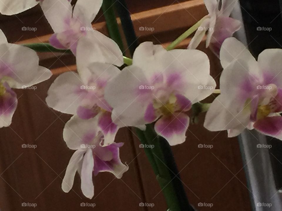 Flower, Flora, Orchids, Floral, Nature
