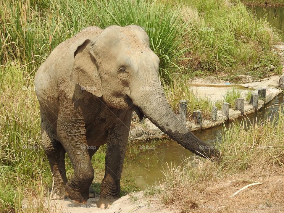 Cambodia Elephant Sanctuary, outside Siem Reap. 