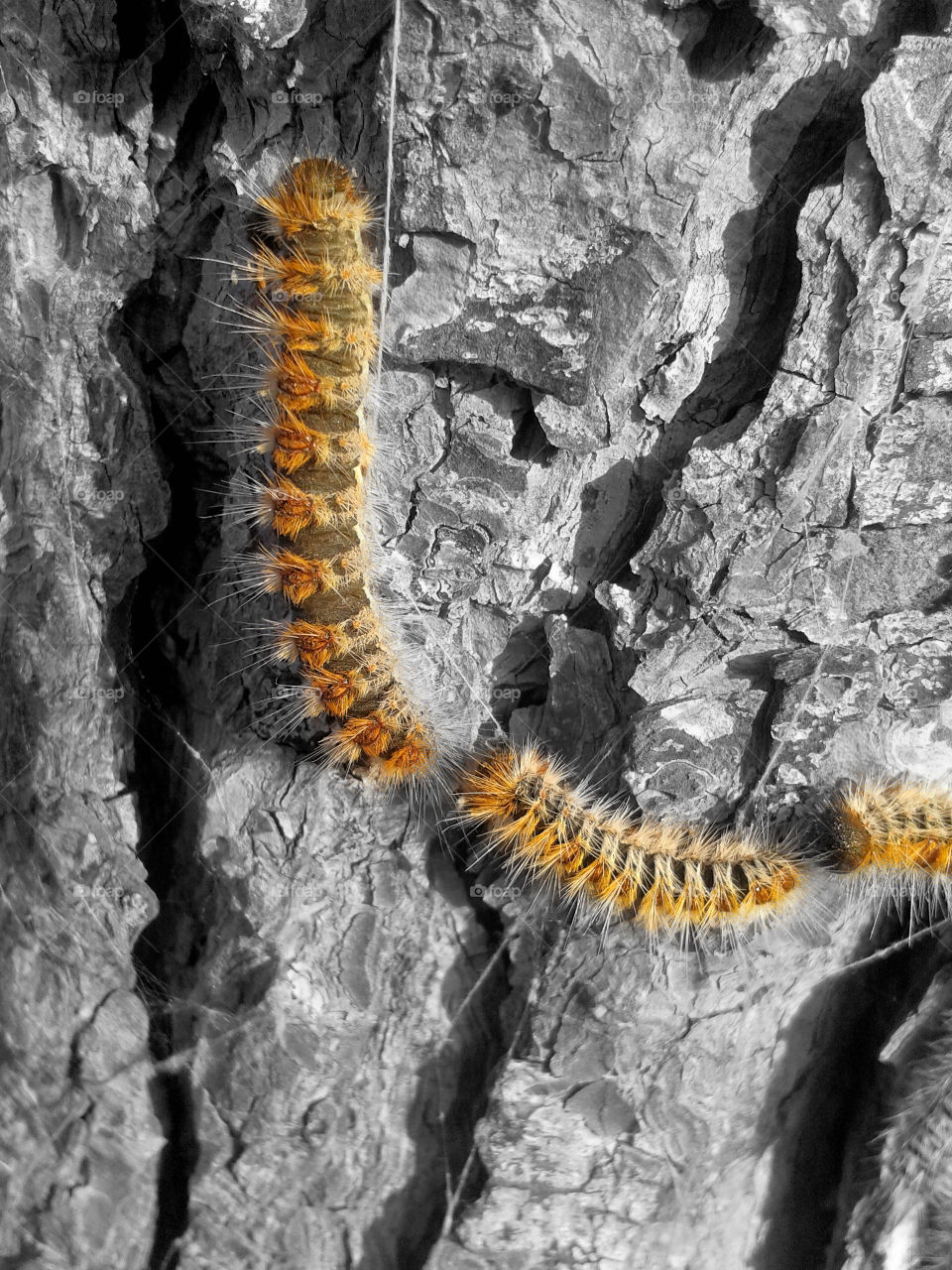 Caterpillar on rock