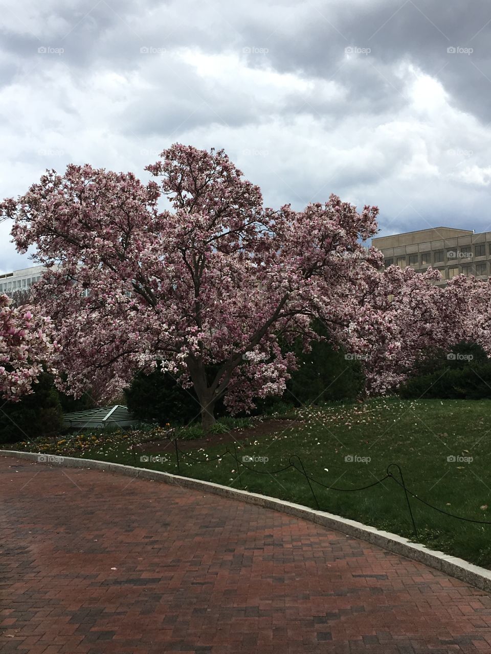 Cherry tree in a storm