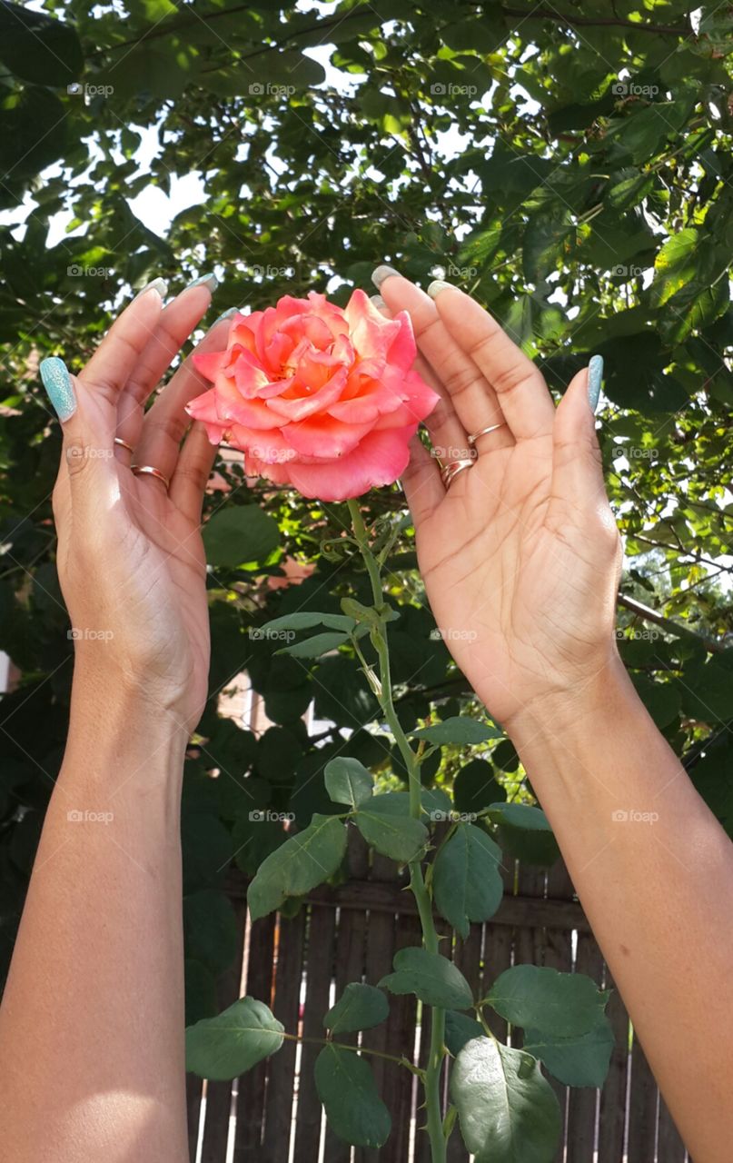 Rose in hand.