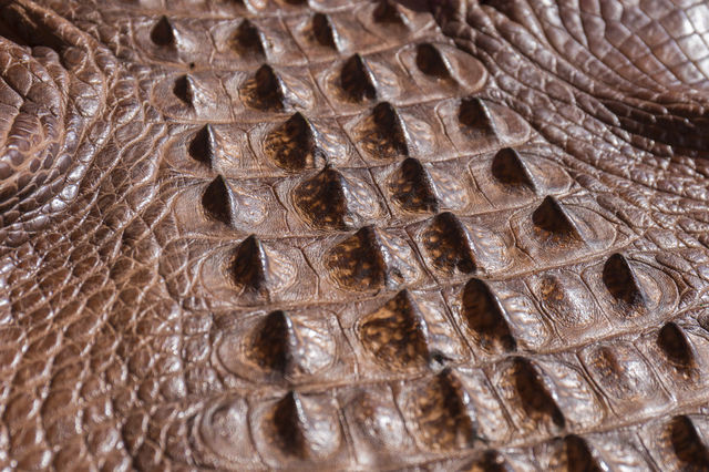 Close up of American alligator skin dyed leather 