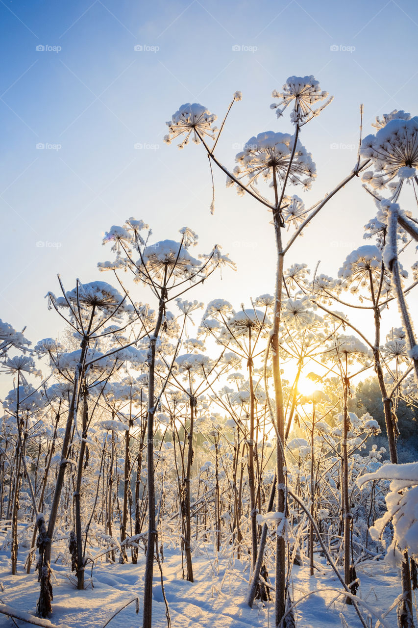 Winter sunset