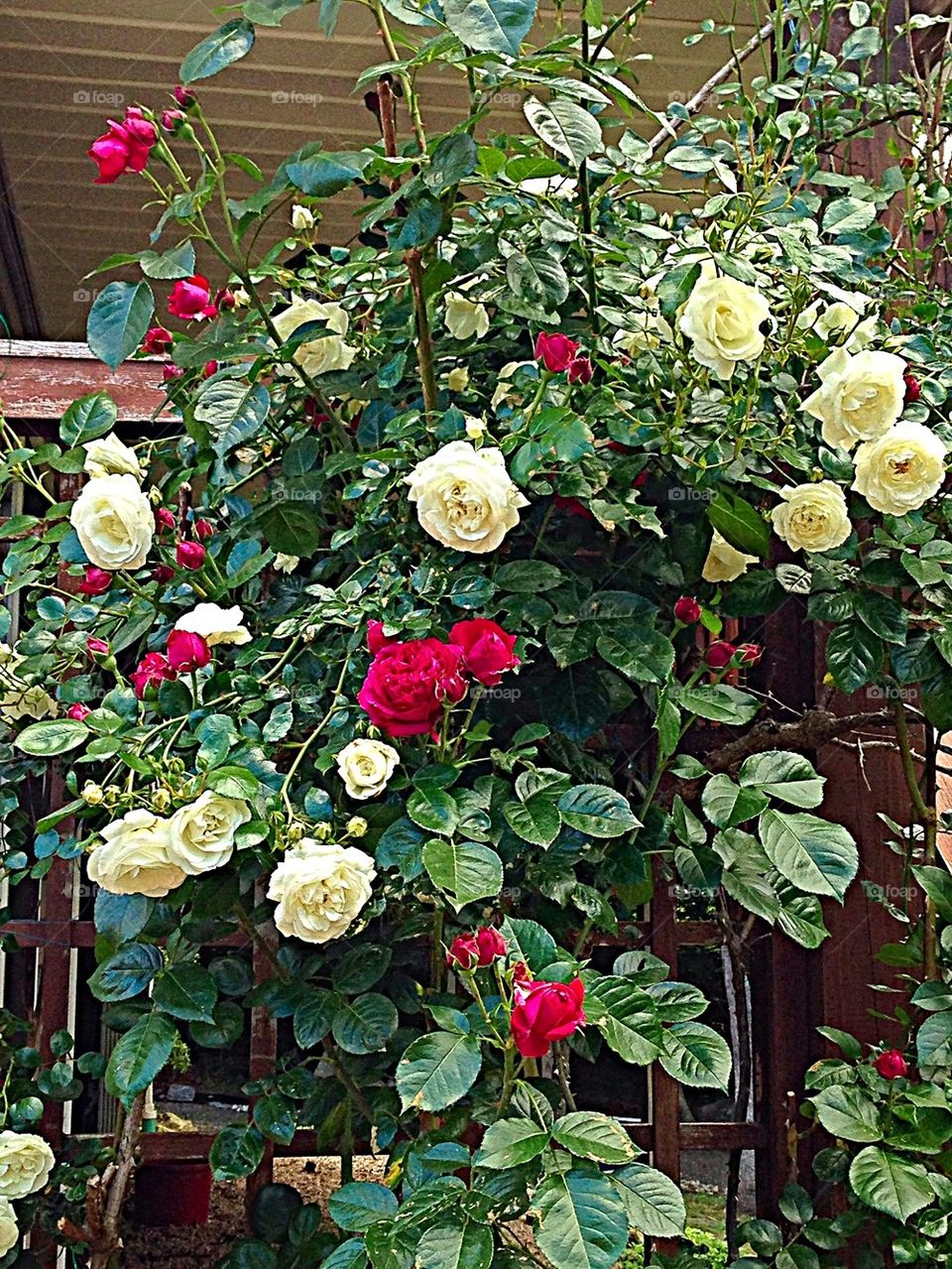 White and Red Rose Tree