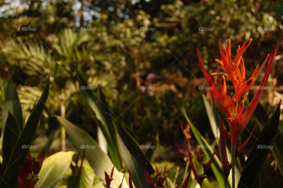 Close-up of red flower