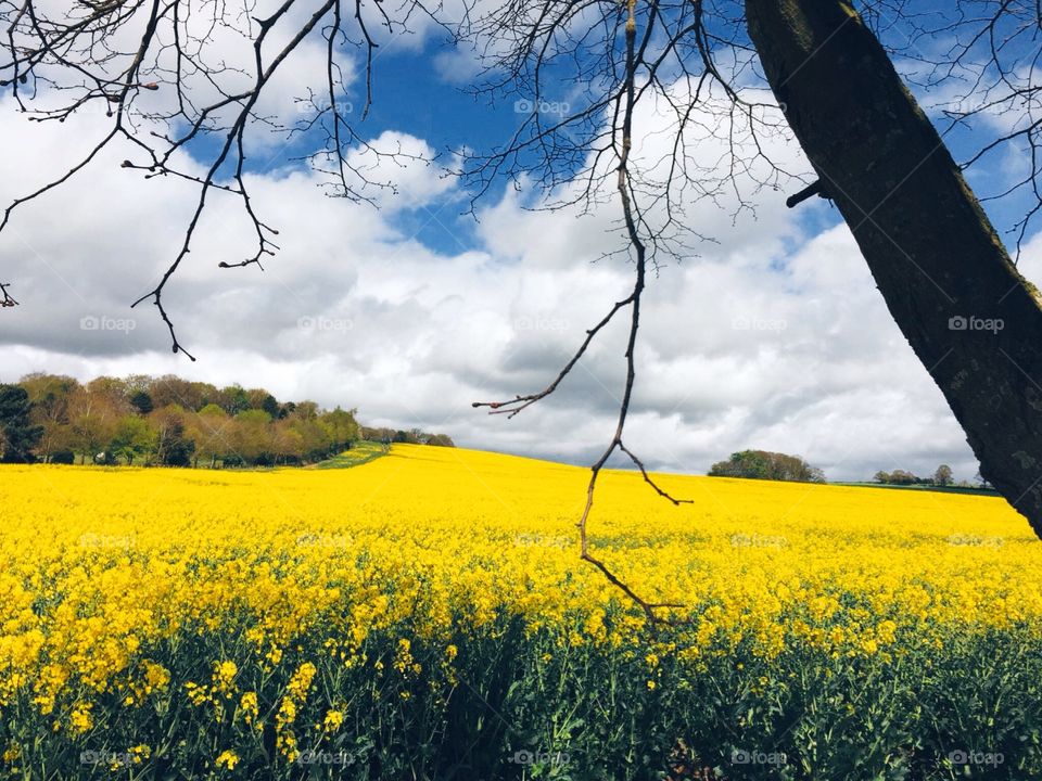 Shropshire, UK. Fields of rapeseed 