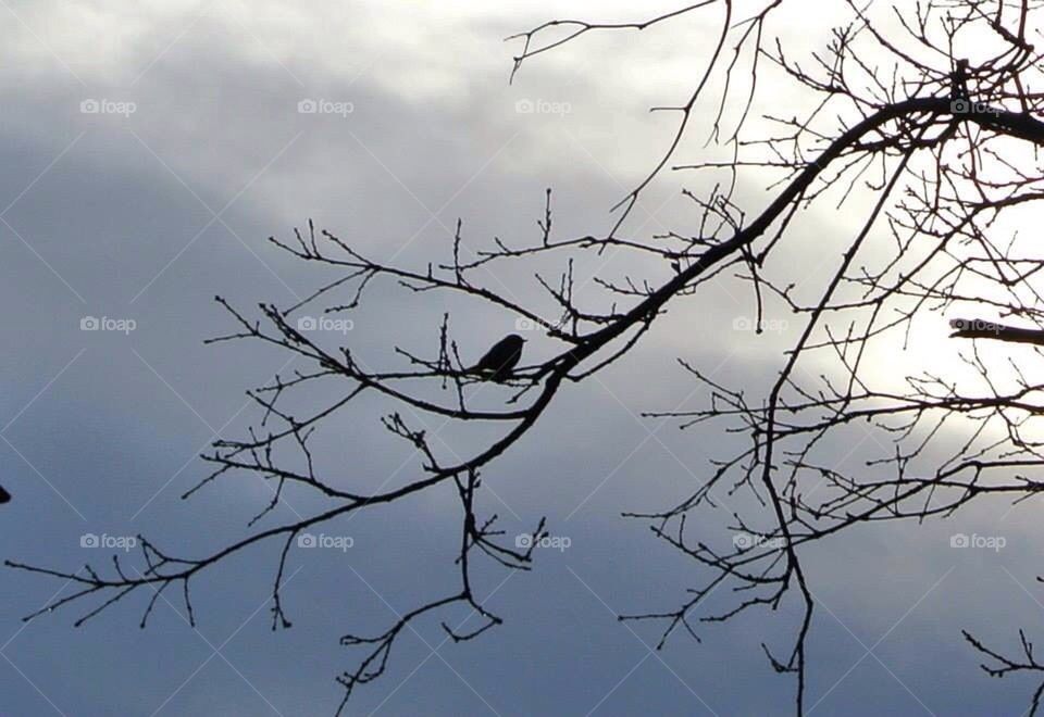 Bird silhouette