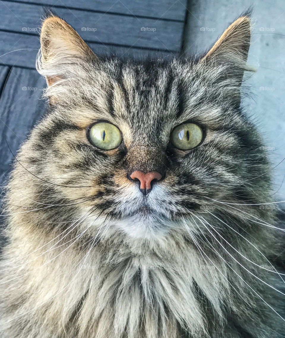 Close-up of Siberian cat face