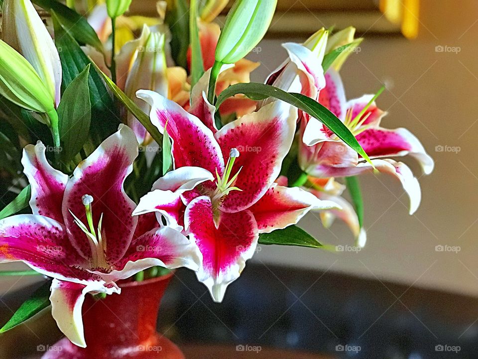 Stargazer Lilies