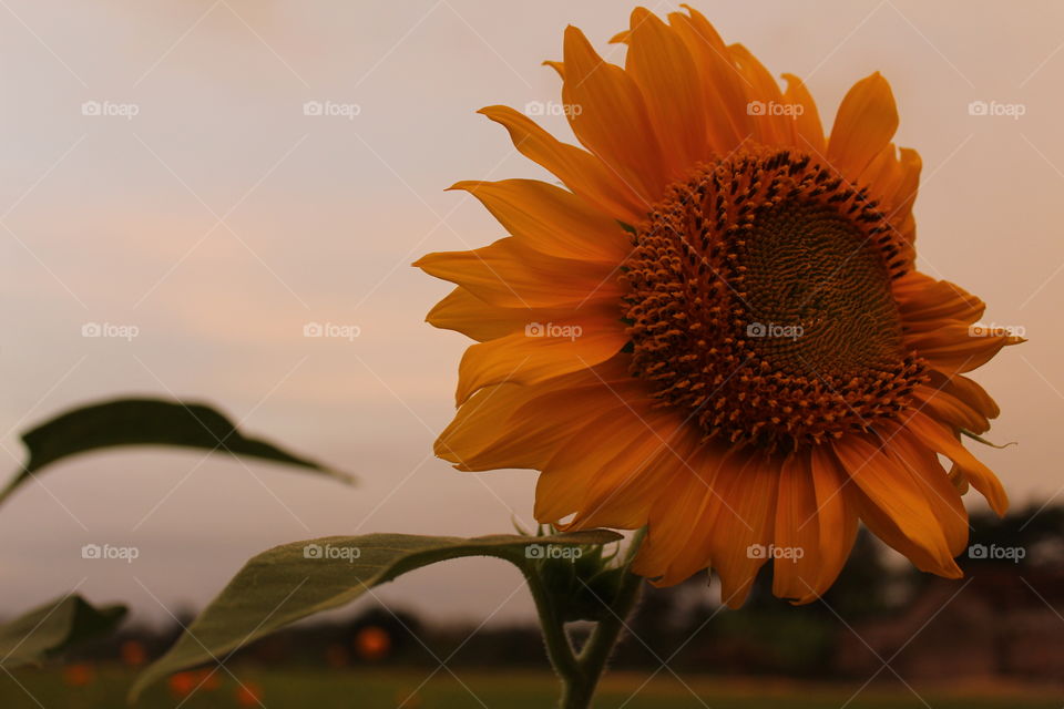 Flower, No Person, Nature, Summer, Sunflower