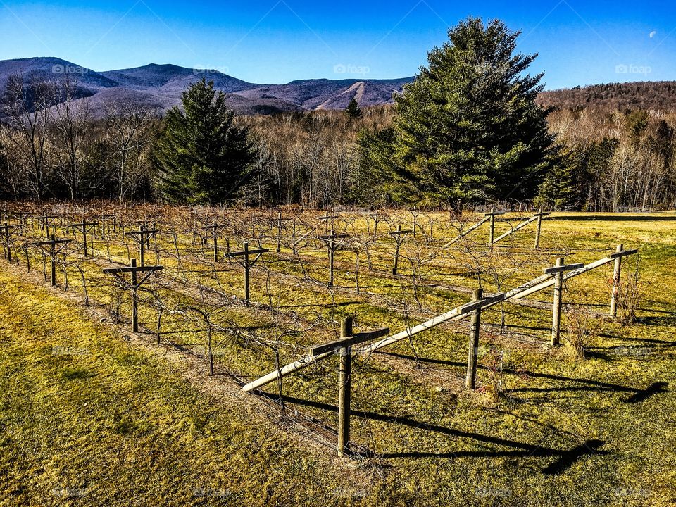 Vineyard