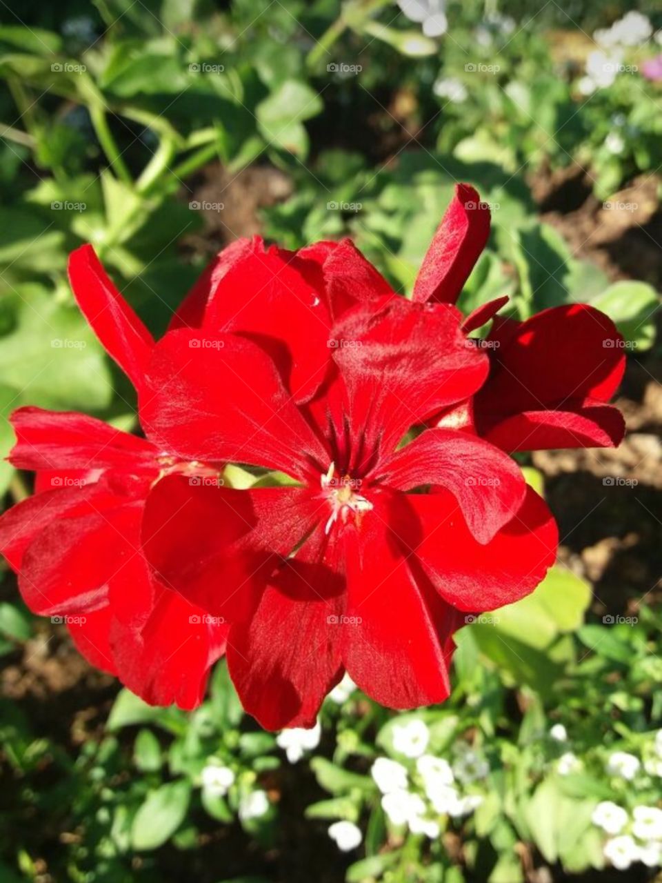 Flor vermelha 🌺🌻🌹🌷