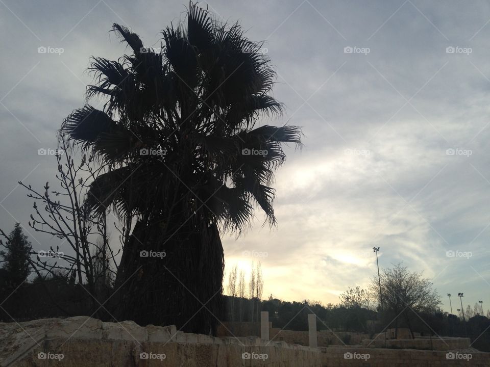 Palm tree and cloudy sky in Amman city at jordan country 