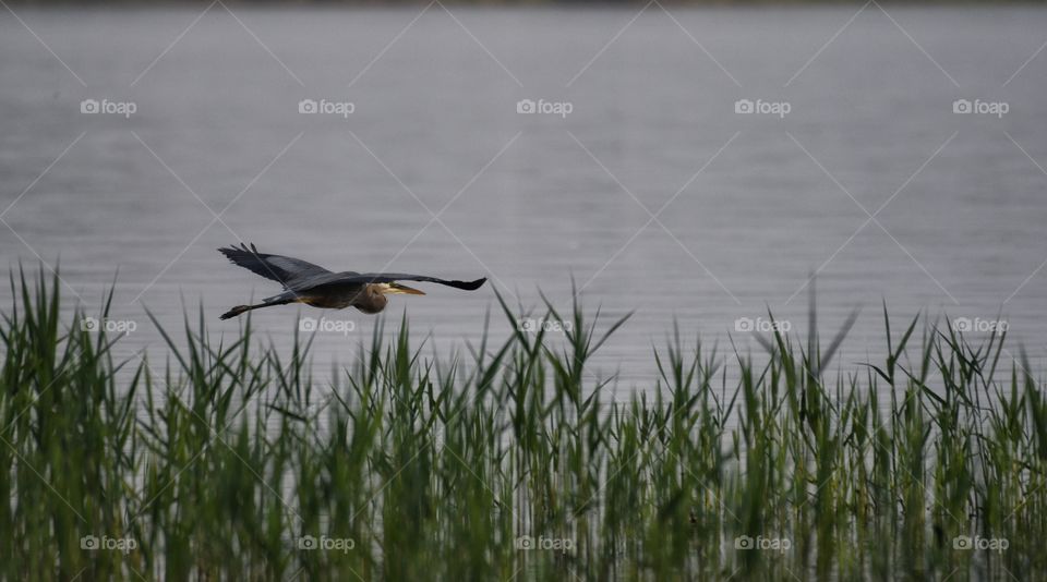 Heron in flight 