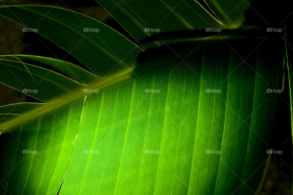 Illuminated Banana leaves on the Canary Islands.