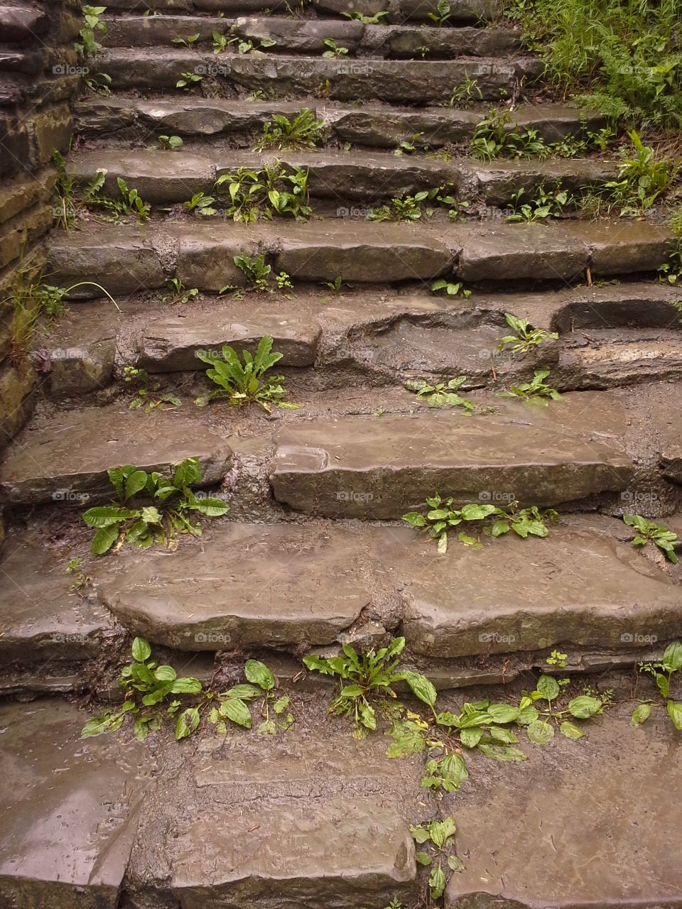 Plant Growth on Steps