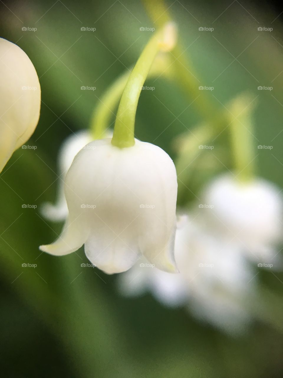 Lily of The Valley closeup 