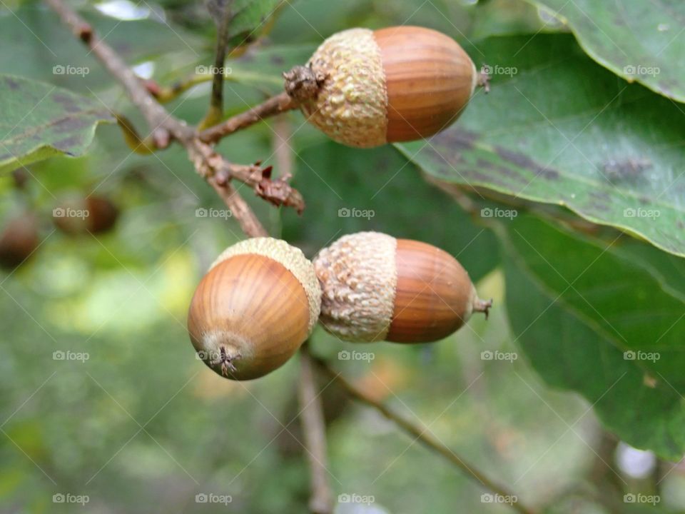 Oak tree