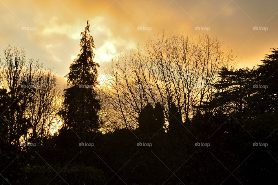 silhouette of trees at sunset in winter