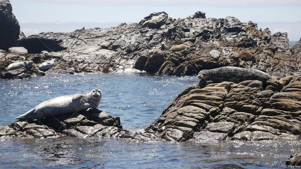 California Seals 