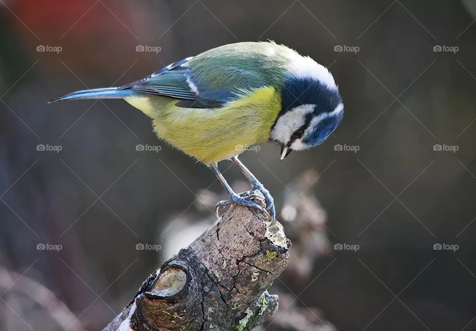 Bird