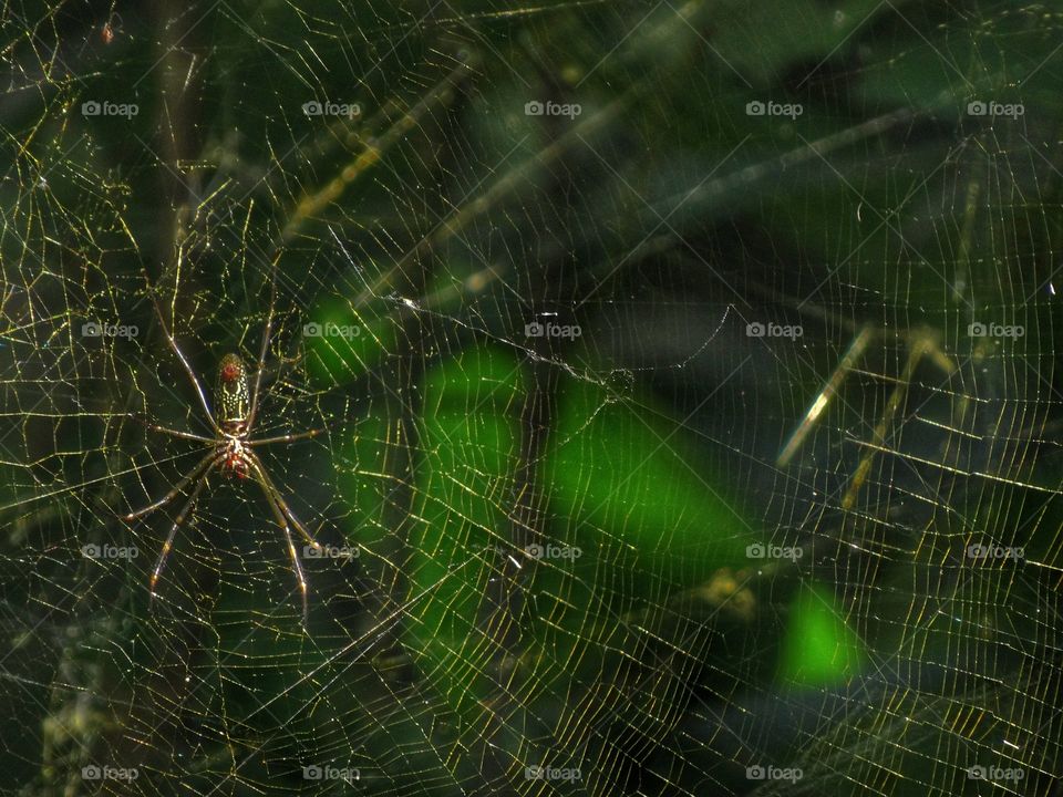 spider web