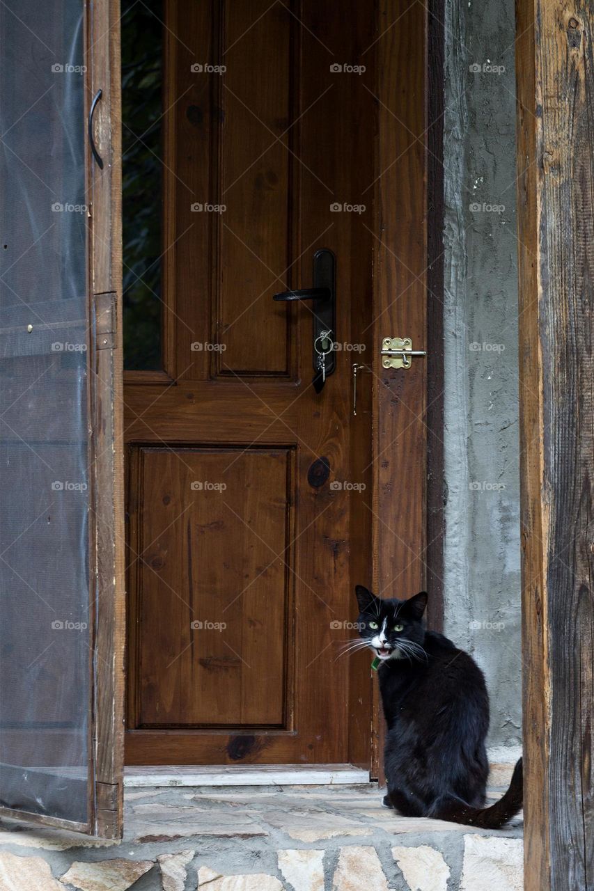 Cute black cat with white spots in front of wooden door