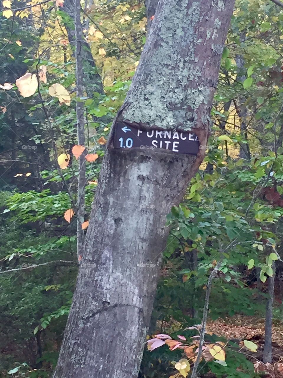 Tree enveloped sign!