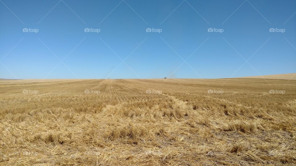 Wheat, Straw, Cereal, No Person, Hay