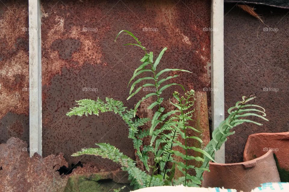 fern plant against rusty metal background