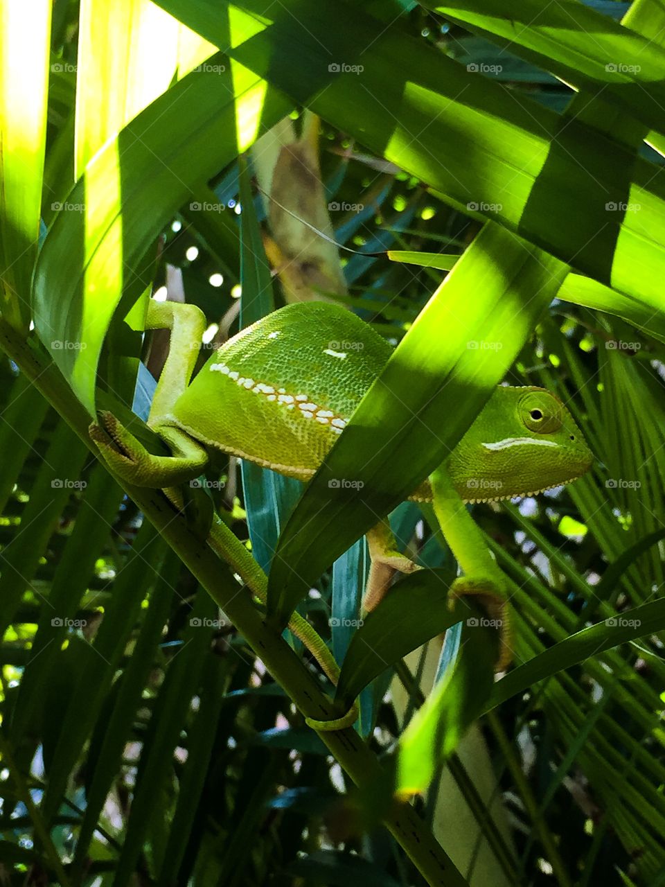 Memories of summer. This chameleon came to see what we were up to and even stayed long enough to be photographed 