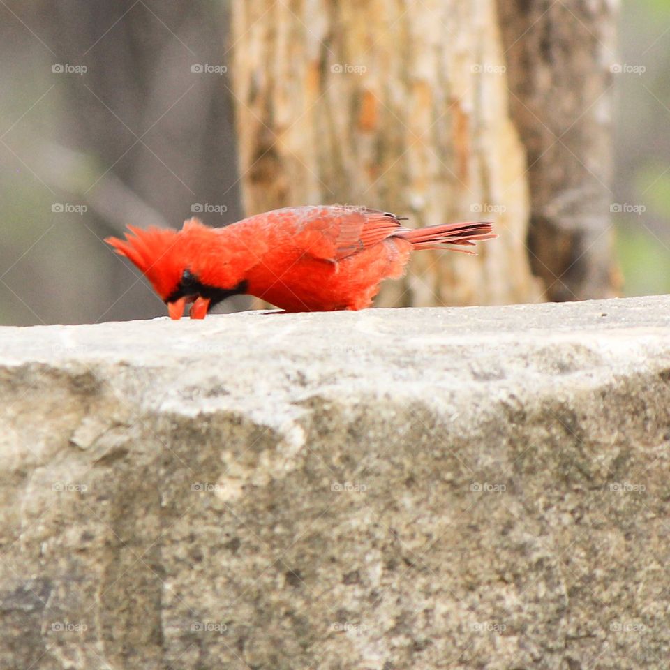 Rock pecking 