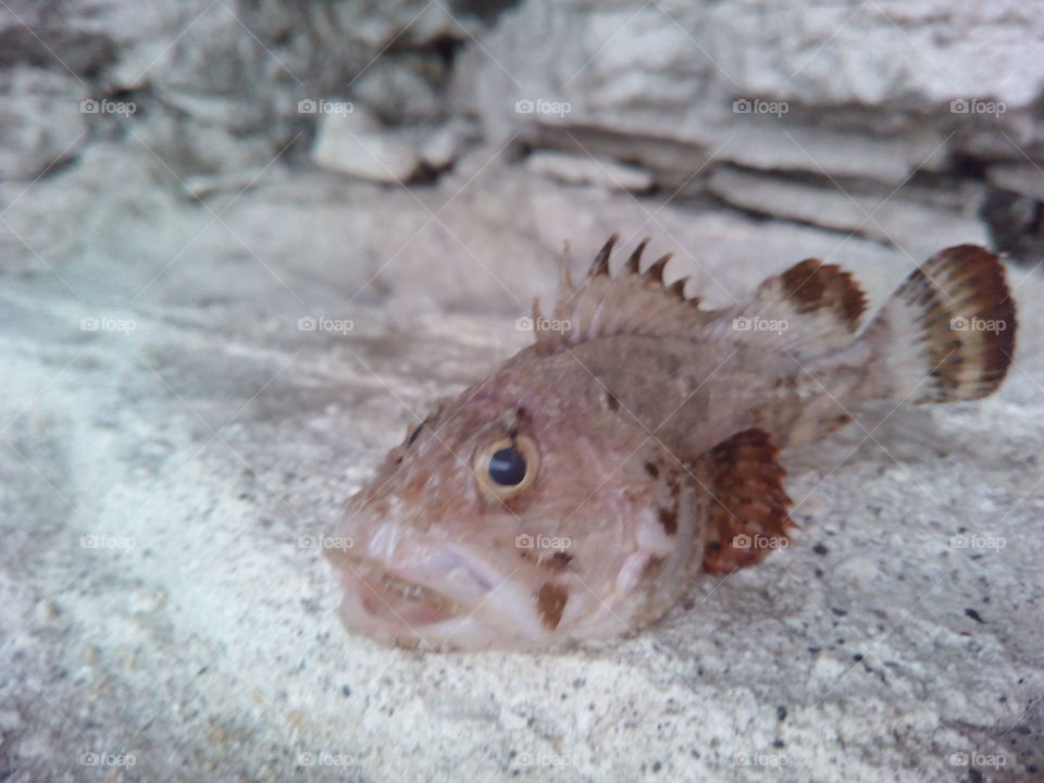 Nature, No Person, Animal, Sea, Fish