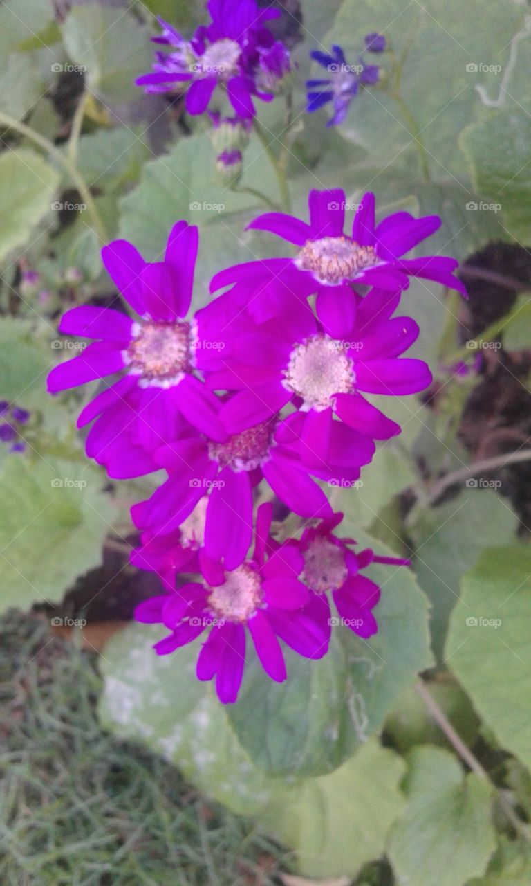 flower